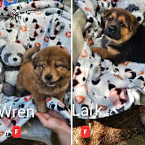 Thumbnail photo of Kestrel & the Skyborne Pups #4