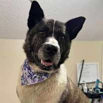 adopt-pet