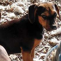 Thumbnail photo of Casey- KY #2