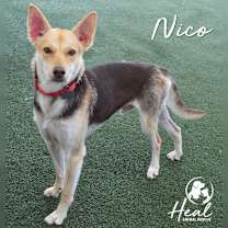 Thumbnail photo of Nico #1