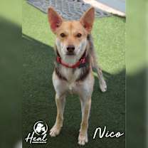 Thumbnail photo of Nico #2