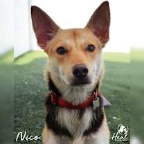 Thumbnail photo of Nico #3