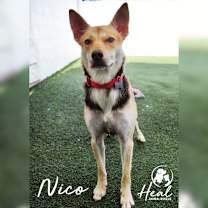 Thumbnail photo of Nico #4