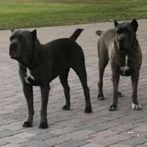 Thumbnail photo of Blue #1