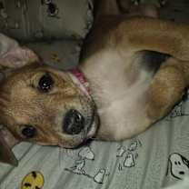 adopt-pet
