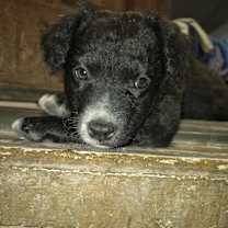 adopt-pet