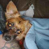 adopt-pet
