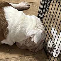 adopt-pet