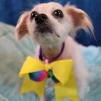 Thumbnail photo of Willow #2