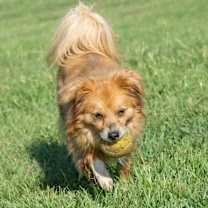 Thumbnail photo of Peg #3