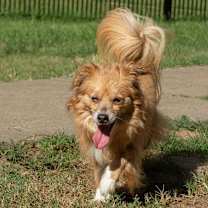 Thumbnail photo of Peg #4