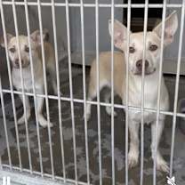 Thumbnail photo of Chrissy/Charlotte (local) courtesy post #3