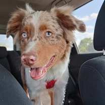 Thumbnail photo of Copper #1