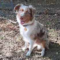 Thumbnail photo of Copper #2