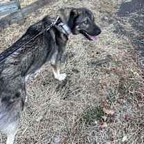 Thumbnail photo of Arlo #1