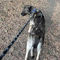 Thumbnail photo of Arlo #2