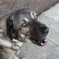 Thumbnail photo of Arlo #3