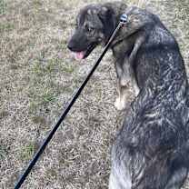 Thumbnail photo of Arlo #4