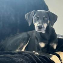 Thumbnail photo of Remmy Red #2