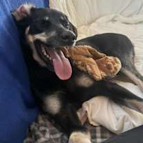 Thumbnail photo of Remmy Red #3