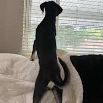 Thumbnail photo of Remmy Red #4