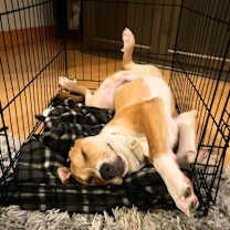 Thumbnail photo of Oscar (Courtesy Post) #2