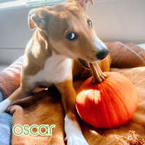 Thumbnail photo of Oscar (Courtesy Post) #3