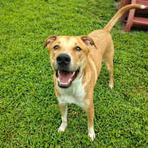 Thumbnail photo of Oscar (Courtesy Post) #4