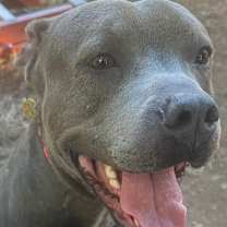 Thumbnail photo of Phoenix #1