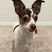 Thumbnail photo of Currant #1