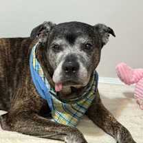 Thumbnail photo of Grandpa Rocky #1