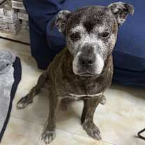 Thumbnail photo of Grandpa Rocky #2