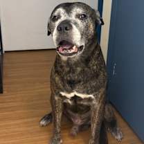 Thumbnail photo of Grandpa Rocky #3