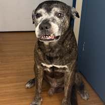 Thumbnail photo of Grandpa Rocky #4