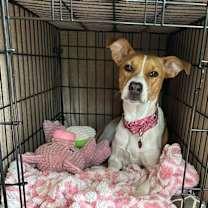 Thumbnail photo of Minka #4