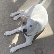 Thumbnail photo of Layla #2