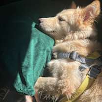adopt-pet