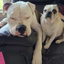 Thumbnail photo of Louis #4