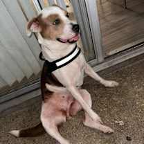 Thumbnail photo of Princessa SMG #2