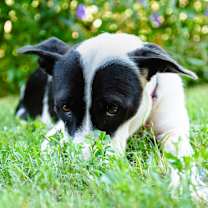 Thumbnail photo of Lettie #2