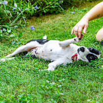 Thumbnail photo of Lettie #3