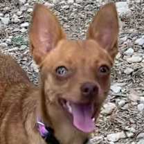 adopt-pet