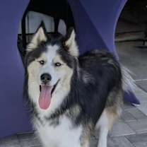 Thumbnail photo of Maxx #1