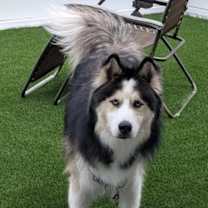 Thumbnail photo of Maxx #4