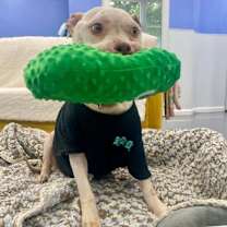 Thumbnail photo of Mims #4