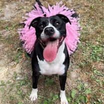 Thumbnail photo of Bonnie in Lyndhurst VA #1