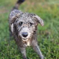 Thumbnail photo of Chaney #2