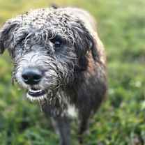 Thumbnail photo of Chaney #3