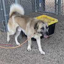 adopt-pet