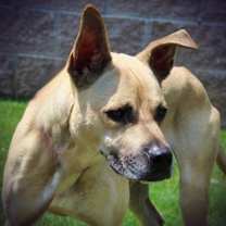 Thumbnail photo of Adrian 623-25 #1